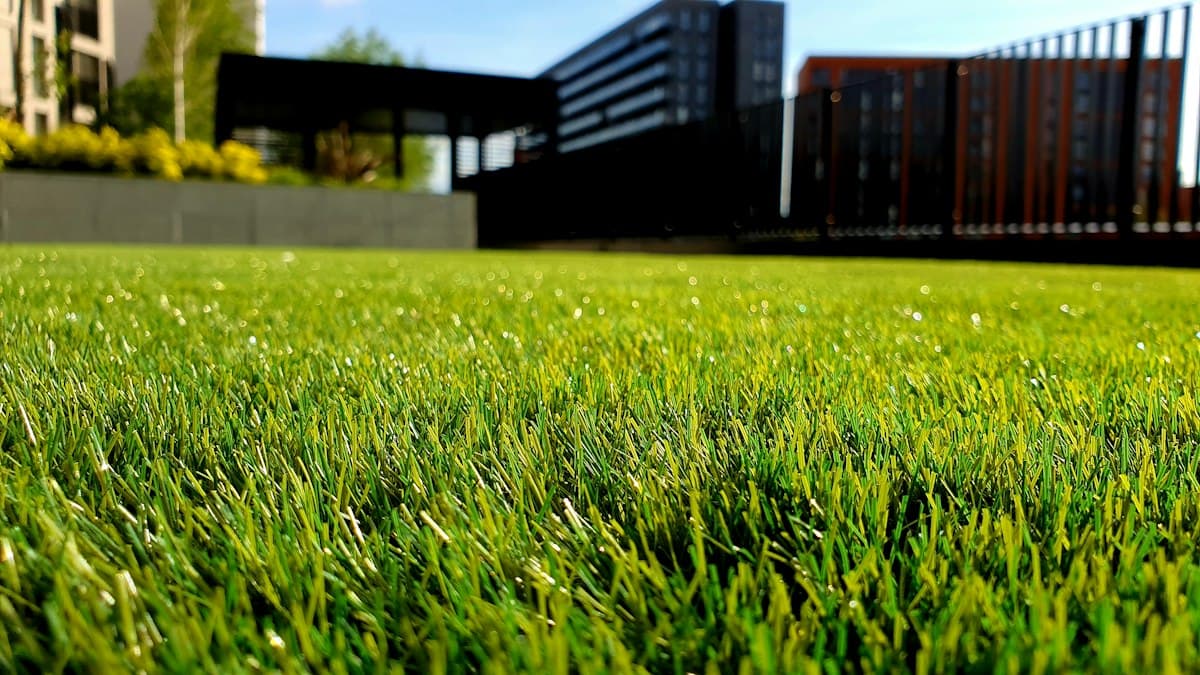 Pelouse entretenue dans un jardin contemporain